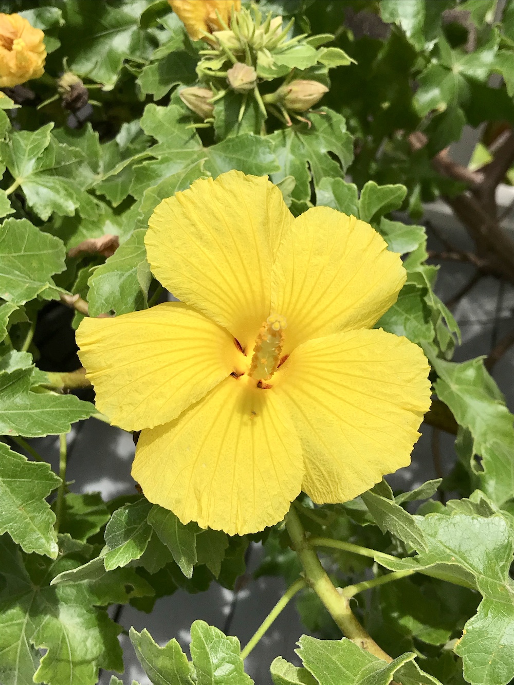 Hibiscus brackenridgei (Hawaiian Yellow Hibiscus)